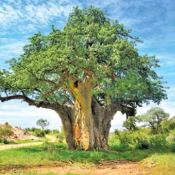 tree
